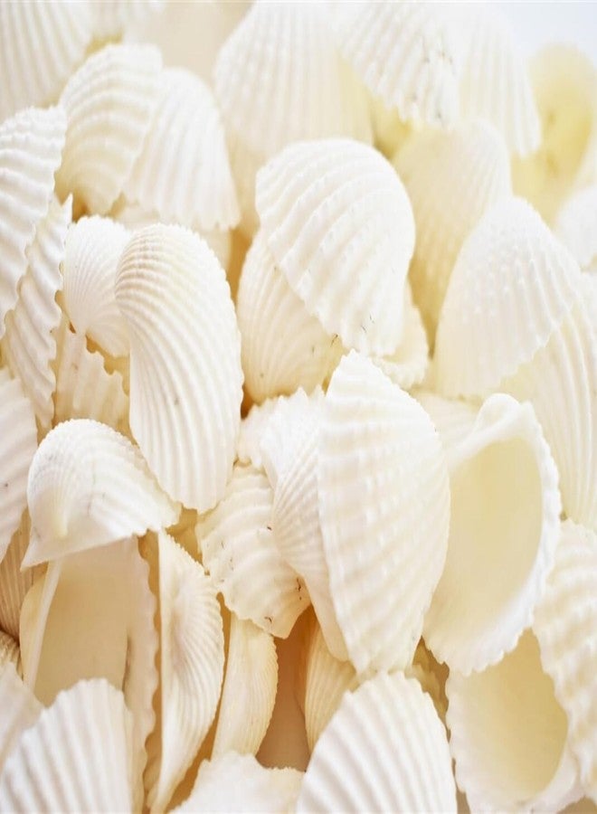 JUNERUSH Small Tiny White Artificial Sea Shells Mini White Bulk Candle DIY Craft Shells for Home Decor, Vase Filler, Beach Decorations Shells (1 Inch) (200gm) - Image 4